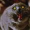 Animali domestici, i miei personali (e semiseri) pro e contro