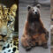 Animali rari: 13 specie da preservare
